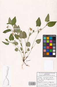 Фиалка Руппа All., Восточная Европа, Московская область и Москва (E4a) (Россия)