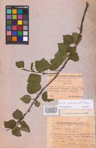Betula pubescens subsp. pubescens, Восточная Европа, Северный район (E1) (Россия)