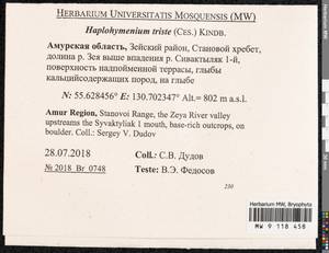 Haplohymenium triste (Ces.) Kindb., Гербарий мохообразных, Мхи - Дальний Восток (без Чукотки и Камчатки) (B20) (Россия)