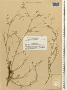 Астрагал гирканский Pall., Кавказ, Дагестан (K2) (Россия)