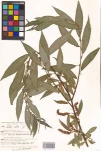 Ива белая, Ветла L., Восточная Европа, Московская область и Москва (E4a) (Россия)