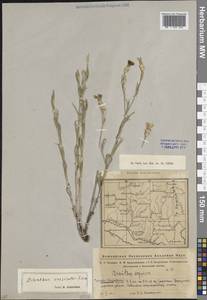 Гвоздика китайская L., Восточная Европа, Восточный район (E10) (Россия)