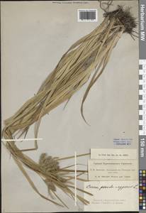 Осока ложносытевая, Осока ложносытевидная L., Сибирь, Алтай и Саяны (S2) (Россия)