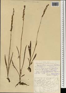 Spiranthes australis (R.Br.) Lindl., Монголия (MONG) (Монголия)