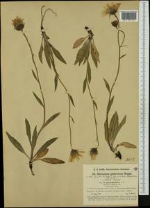 Hieracium glabratum subsp. gymnophyllum Nägeli & Peter, Западная Европа (EUR) (Австрия)
