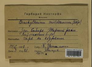 Brachythecium mildeanum (Schimp.) Schimp. ex Milde, Гербарий мохообразных, Мхи - Западная Сибирь (включая Алтай) (B15) (Россия)