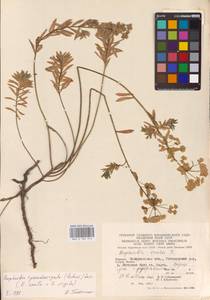 Euphorbia saratoi Ardoino, Восточная Европа, Западно-Украинский район (E13) (Украина)