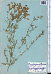 Змееголовник дваждыперистый Rupr., Средняя Азия и Казахстан, Северный и Центральный Тянь-Шань (M4) (Киргизия)