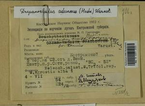 Drepanocladus aduncus (Hedw.) Warnst., Гербарий мохообразных, Мхи - Центральное Нечерноземье (B6) (Россия)