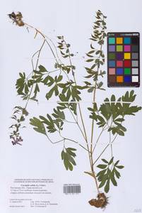 Хохлатка плотная (L.) Clairv., Восточная Европа, Ростовская область (E12a) (Россия)