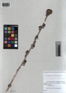 KUZ 004 873, Колокольчик жестковолосистый L., Сибирь, Алтай и Саяны (S2) (Россия)