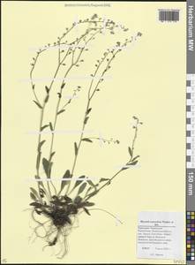 Незабудка альпийская F.W.Schmidt, Кавказ, Ставропольский край, Карачаево-Черкесия, Кабардино-Балкария (K1b) (Россия)