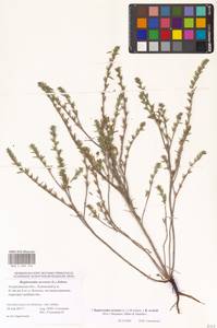 Buglossoides arvensis × rochelii, Восточная Европа, Нижневолжский район (E9) (Россия)