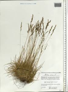 Овсяница овечья L., Восточная Европа, Северный район (E1) (Россия)