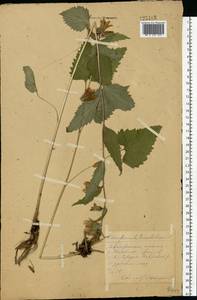 Колокольчик крапиволистный L., Восточная Европа, Центральный район (E4) (Россия)