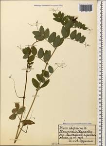 Горошек заборный L., Кавказ, Азербайджан (K6) (Азербайджан)