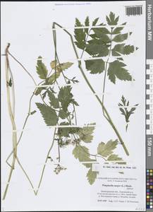 Бедренец большой (L.) Huds., Восточная Европа, Северо-Западный район (E2) (Россия)