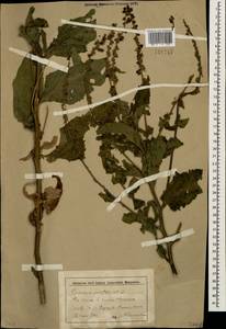 Verbascum chaixii subsp. orientale (M. Bieb.) Hayek, Кавказ, Ставропольский край, Карачаево-Черкесия, Кабардино-Балкария (K1b) (Россия)