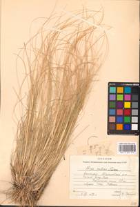 Ковыль Залесского Wilensky, Восточная Европа, Восточный район (E10) (Россия)