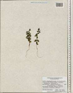 Lysimachia arvensis subsp. arvensis, Восточная Европа, Центральный лесостепной район (E6) (Россия)