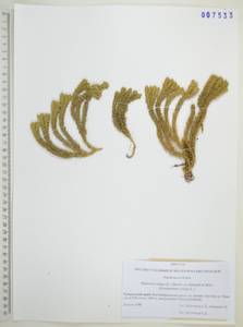 Баранец обыкновенный (L.) Bernh., Сибирь, Дальний Восток (S6) (Россия)