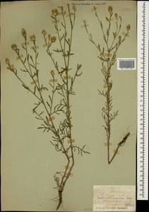 Centaurea stoebe subsp. stoebe, Кавказ, Черноморское побережье (от Новороссийска до Адлера) (K3) (Россия)