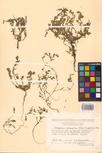 Спорыш незамечаемый, Спорыш незамеченный Besser, Восточная Европа, Московская область и Москва (E4a) (Россия)