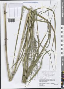 Megathyrsus maximus (Jacq.) B.K.Simon & S.W.L.Jacobs, Зарубежная Азия (ASIA) (КНР)