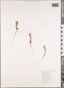 Euphorbia aulacosperma Boiss., Кавказ, Черноморское побережье (от Новороссийска до Адлера) (K3) (Россия)