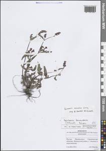 Горец пятнистый Gray, Восточная Европа, Нижневолжский район (E9) (Россия)