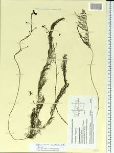 Utricularia ×australis R. Br., Восточная Европа, Центральный район (E4) (Россия)