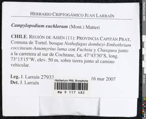 Campylopodium euchlorum (Mont.) Matteri, Гербарий мохообразных, Мхи - Америка (BAm) (Чили)