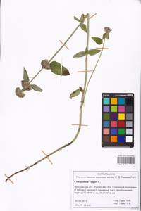 MHA 0 156 617, Пахучка обыкновенная L., Восточная Европа, Центральный лесной район (E5) (Россия)