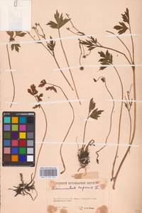 Лютик ползучий L., Восточная Европа, Восточный район (E10) (Россия)