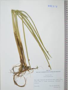 KHA2370, Schoenoplectiella triangulata (Roxb.) J.Jung & H.K.Choi, Сибирь, Дальний Восток (S6) (Россия)