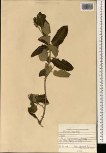Quercus ithaburensis subsp. macrolepis (Kotschy) Hedge & Yalt., Зарубежная Азия (ASIA) (Ирак)