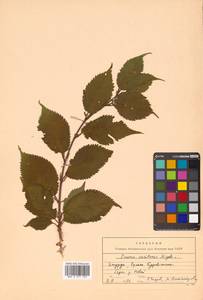 Prunus nipponica var. kurilensis (Miyabe) E. H. Wilson, Сибирь, Дальний Восток (S6) (Россия)