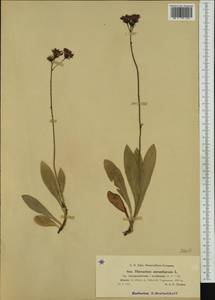 Pilosella aurantiaca subsp. auropurpurea (Peter) Soják, Западная Европа (EUR) (Франция)