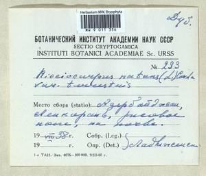 Ricciocarpos natans (L.) Corda, Гербарий мохообразных, Мхи - Закавказье (B13) (Азербайджан)