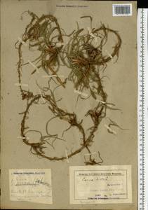 Осока мохнатая, Осока коротковолосистая L., Восточная Европа, Белоруссия (E3a) (Белоруссия)