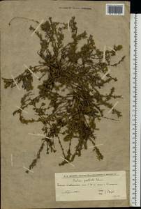 Бассия простертая (L.) Beck, Восточная Европа, Нижневолжский район (E9) (Россия)