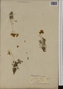 Papaver alpinum subsp. alpinum, Западная Европа (EUR) (Швейцария)