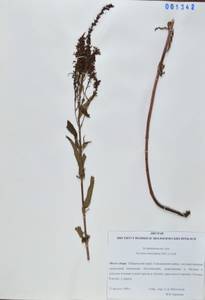 Вероника льнянколистная Pall. ex Link, Сибирь, Дальний Восток (S6) (Россия)