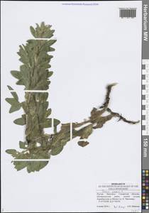 Стальник полевой L., Восточная Европа, Средневолжский район (E8) (Россия)