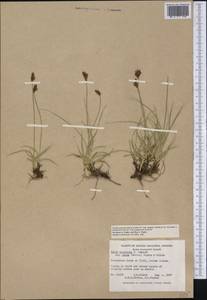 Carex arenicola F.Schmidt, Америка (AMER) (Канада)