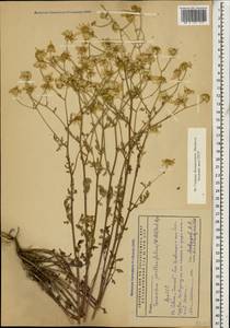 Tanacetum partheniifolium (Willd.) Sch. Bip., Кавказ, Армения (K5) (Армения)