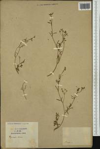 Apiaceae, Западная Европа (EUR) (Франция)