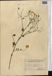 Tanacetum partheniifolium (Willd.) Sch. Bip., Средняя Азия и Казахстан, Памир и Памиро-Алай (M2)