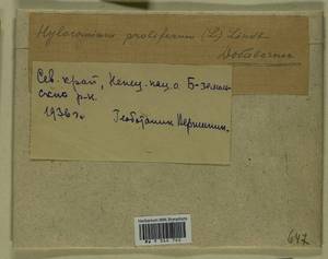 Hylocomium splendens (Hedw.) Schimp., Гербарий мохообразных, Мхи - Архангельская и Вологодская области, Коми, Ненецкий АО (B7) (Россия)