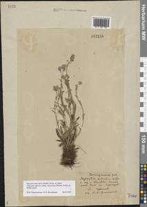 Myosotis alpestris subsp. suaveolens (Waldst. & Kit. ex Willd.) Strid, Восточная Европа, Центральный лесостепной район (E6) (Россия)